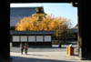 本願寺・御影堂前のイチョウ